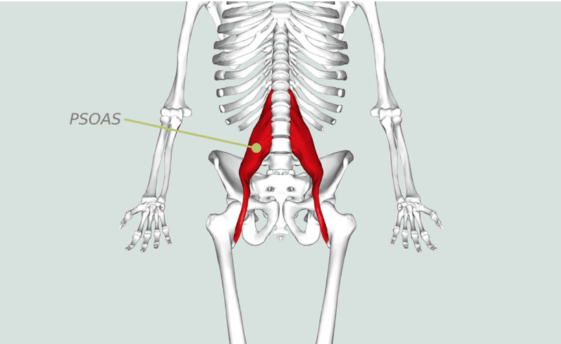 psoas muscles in hip flexors